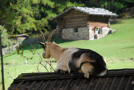 Goat in the Ultental Valley  (German: Ultental or Ulten, Italian: Val d'Ultimo), South Tyrol, Italy. The Ulten Valley  is a 40 km long mountain valley in South Tyrolの写真素材