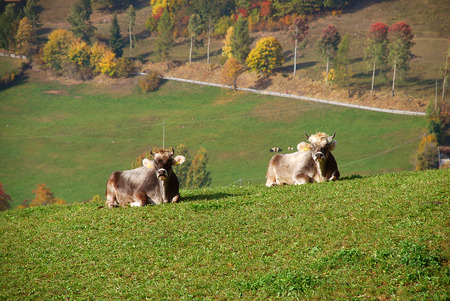 2 Cows are lying in the meadow, Hafling, South Tyrol, Italyの写真素材