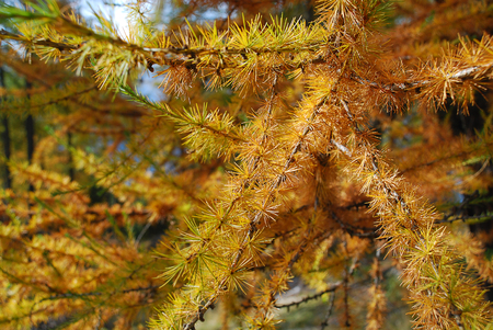 Autumn texture. Fir branches in autumn forest at sunny weather, close-up,detailの写真素材