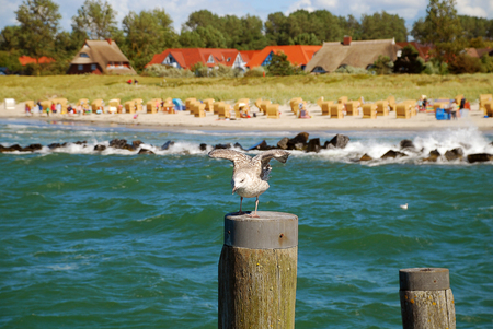 Seagull in zingst , Darss, Germany, with typical buildings in the backgroundの写真素材