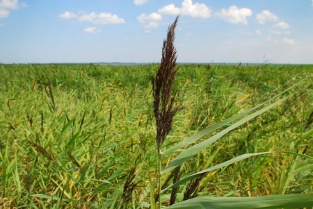 Bodden landscape with coastal plants at Baltic Sea coast on sunny summer day, Born, Darss, Germanyの写真素材