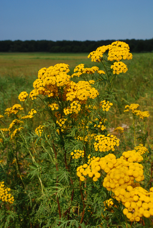 Bodden landscape with coastal plants at Baltic Sea coast on sunny summer day, Born, Darss, Germanyの写真素材