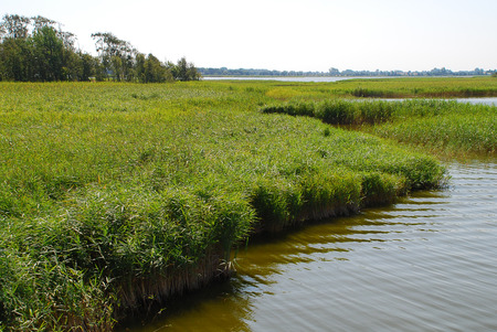 Bodden landscape with coastal plants at Baltic Sea coast on sunny summer day, Darss, Germany. The  Darss is the middle part of the peninsula of Fischland-Darss-Zingst on the southern shore of the Baltic Seaの写真素材