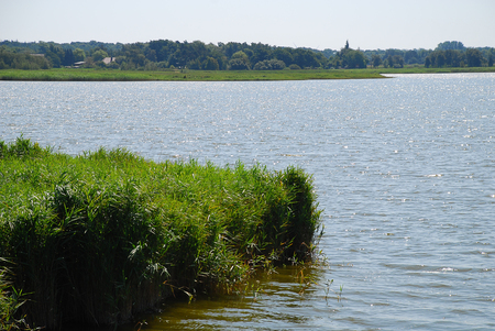 Bodden landscape with coastal plants at Baltic Sea coast on sunny summer day, Darss, Germany.の写真素材