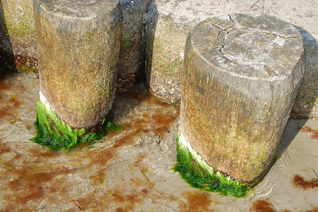 Coast protection at the baltic sea (Darss, Western beach, Germany): groynes. In the ocean, groynes create beaches or prevent them being washed away by longshore drift.の写真素材