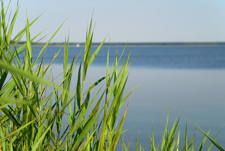 Bodden landscape with coastal plants at Baltic Sea coast on sunny summer day, Born, Darss, Germany.の写真素材
