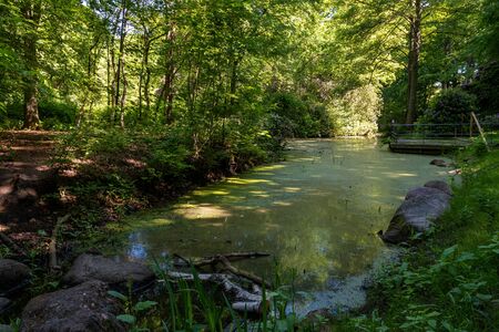 eutrophied lake in the Deer Park (Hirschpark) in Hamburg Blankeneseの写真素材