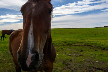 Horses near Nebel on Amrum island (Schleswig-Holstein, Germany)の写真素材