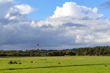 Amrum island, Germany: Lighthouse in green landscape with animals in the foreground at a cloudy dayの写真素材