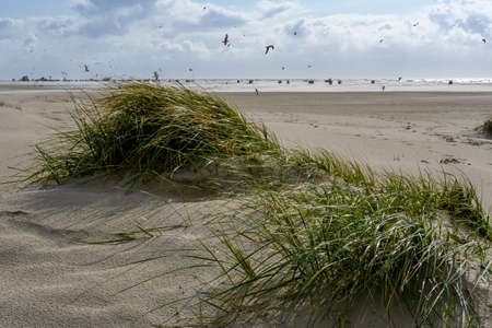 Dunes on the North Frisian Island Amrum in Germanyの写真素材