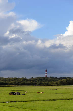 Amrum island, Germany: Lighthouse in green landscape with animals in the foreground at a cloudy dayの写真素材