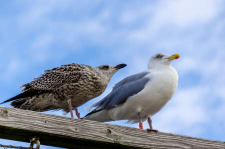 Seagulls at the beach of Arum island, Germany- Laridae is a family of seabirds in the order Charadriiformes that includes the gulls, terns and skimmersの写真素材