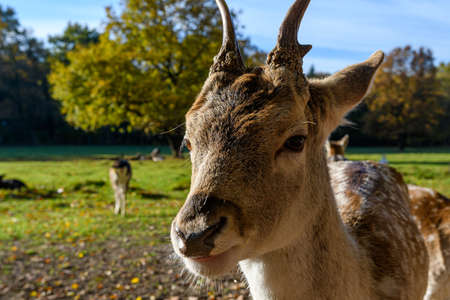 Male of Fallow deer in the forestの写真素材