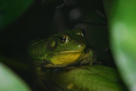 Frog