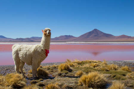 llama in red lake. Bolivia altiplano