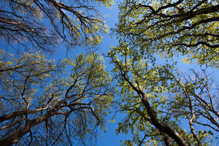 Looking Upの写真素材