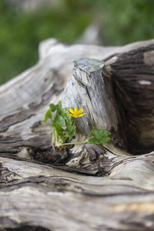 A small, golden flower on woodの写真素材