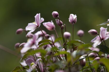 Purple, small flowersの写真素材