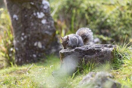 Squirrel on a tree trunk in the parkの写真素材