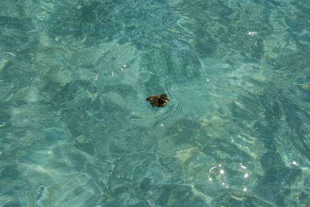 One baby duck swimming alone on crystal clear, blue green waterの写真素材