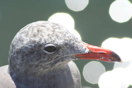 Extreme close-up headshot of a gray sea gull against an out of focus backgroundの写真素材