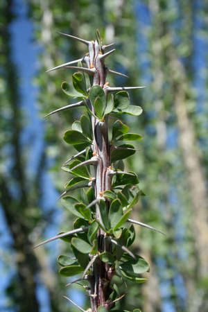 Close up of an ocotillo stalk showing new, green leaves and sharp thornsの写真素材