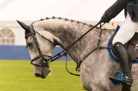 cavalier on a horse