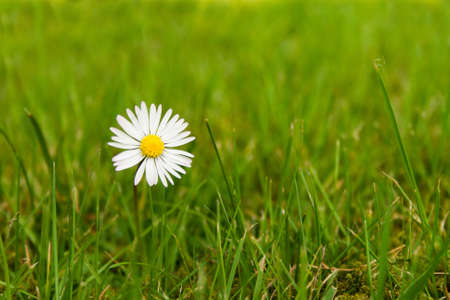 gowan on grasslandの写真素材