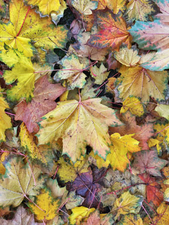 Colorful leaves on the ground