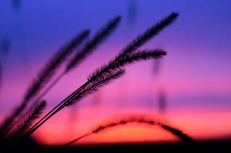 The grass stems in the rays of the sunsetの写真素材