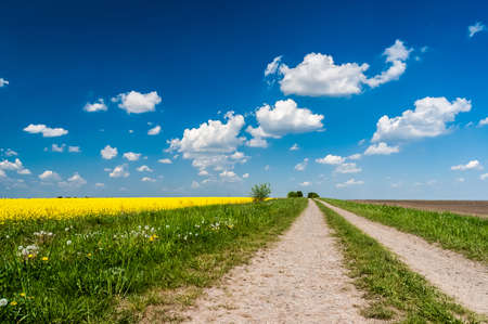 Road along the rapeseed field in the background of cloudsの写真素材