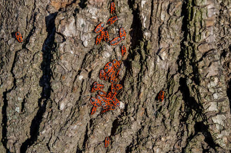 Red bugs sunbathe on the tree bark in the parkの写真素材
