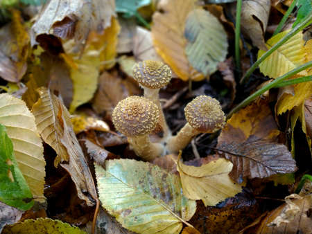 Mushrooms in the autumn forest among fallen leavesの写真素材