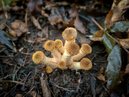 Mushrooms in the autumn forest among fallen leavesの写真素材