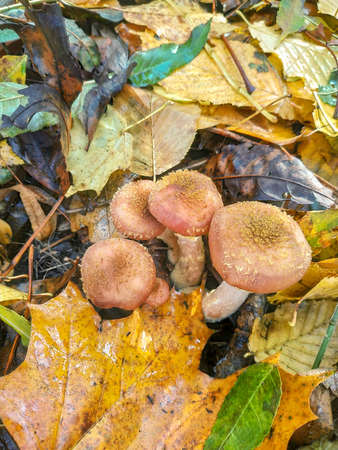 Mushrooms in the autumn forest among fallen leavesの写真素材