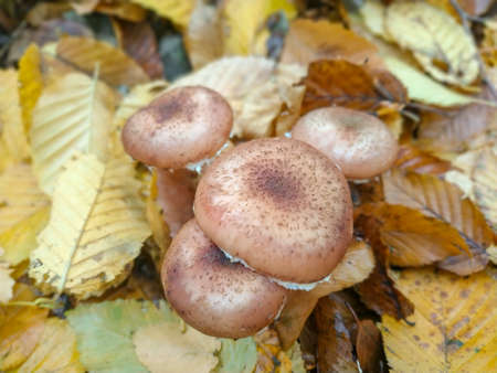 Mushrooms in the autumn forest among fallen leavesの写真素材