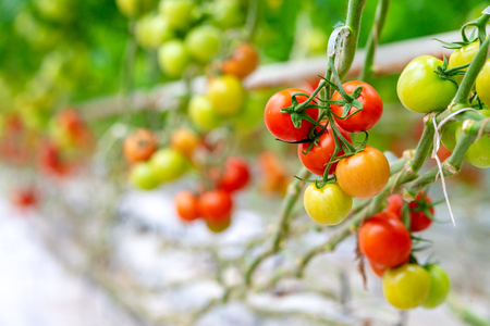 Red ripe tomatoes grown in a greenhouse. Fresh ripe greensの写真素材