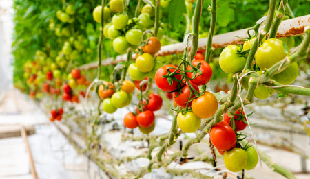 Red ripe tomatoes grown in a greenhouse. Fresh ripe greensの写真素材