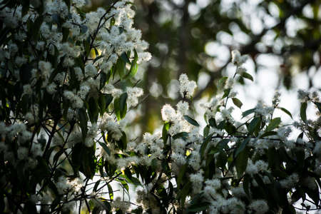 White Flower has beautiful by The light.