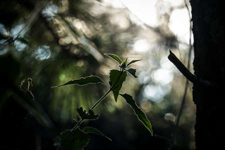 The Light and the Shadow.