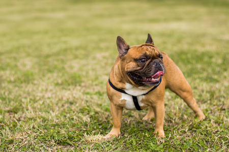 Dog in park. French bulldog in park.の写真素材