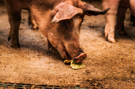 Big pig in pen eatingの写真素材