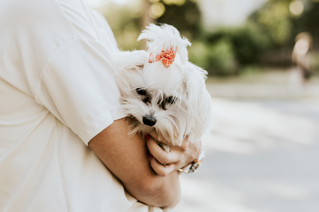 Close up woman holding maltese dog outside.の写真素材