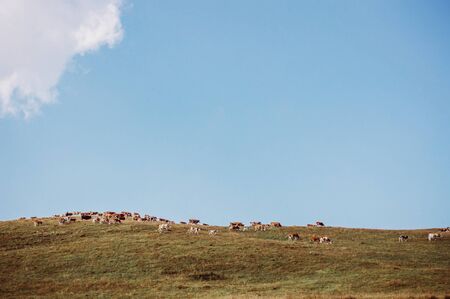 Cows quietly enjoying the fresh summer grass of the meadow.の写真素材