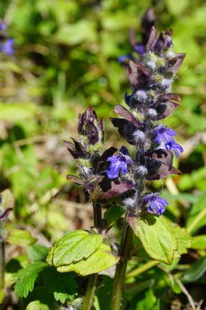 ajuga reptans bugleherb bugleweed, carpetweed, burgundy lace violet blooming flower, bee friendly