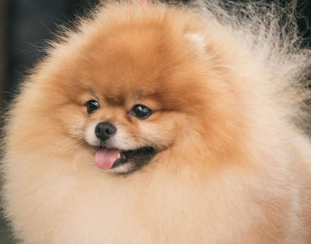 Closeup shot of pomeranianの写真素材