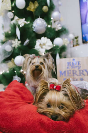 Cute Yorkshire Terriers in front of Christmas tree