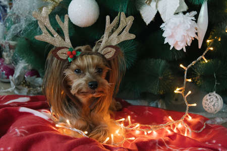Cute Yorkshire Terrier in front of Christmas treeの写真素材