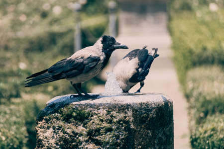 Two crows drinking water from the fountain in Rome Italy