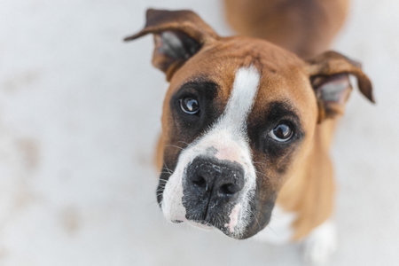 beautiful boxer dog on green meadowの写真素材